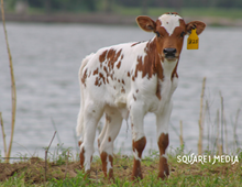 AML TESSA’S ACE X BL SHADY LADY
