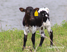 AML TESSA’S ACE X PACIFIC PEARL SHAMROCK