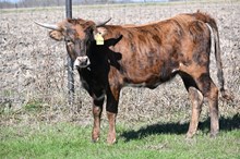 M7 Miss Cha Ching 💰